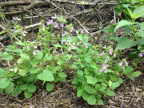 Image of PInk Mint