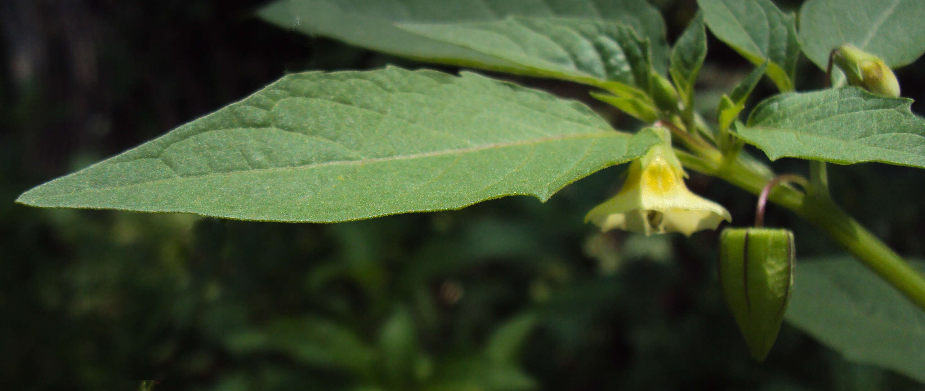 Plancia ëd Physalis lagascae Roem. & Schult.