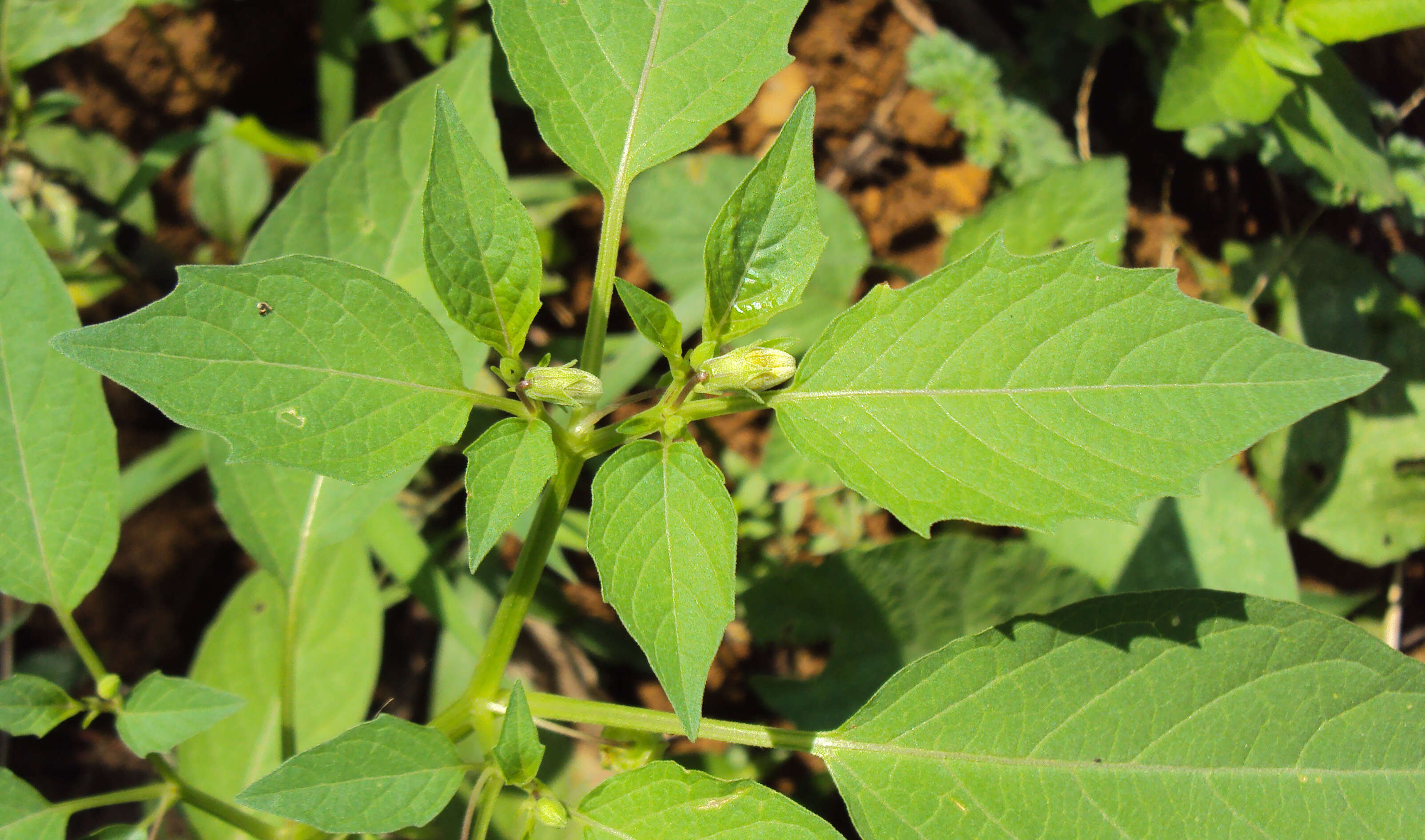 Plancia ëd Physalis lagascae Roem. & Schult.