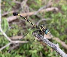 Imagem de Paragomphus sabicus Pinhey 1950