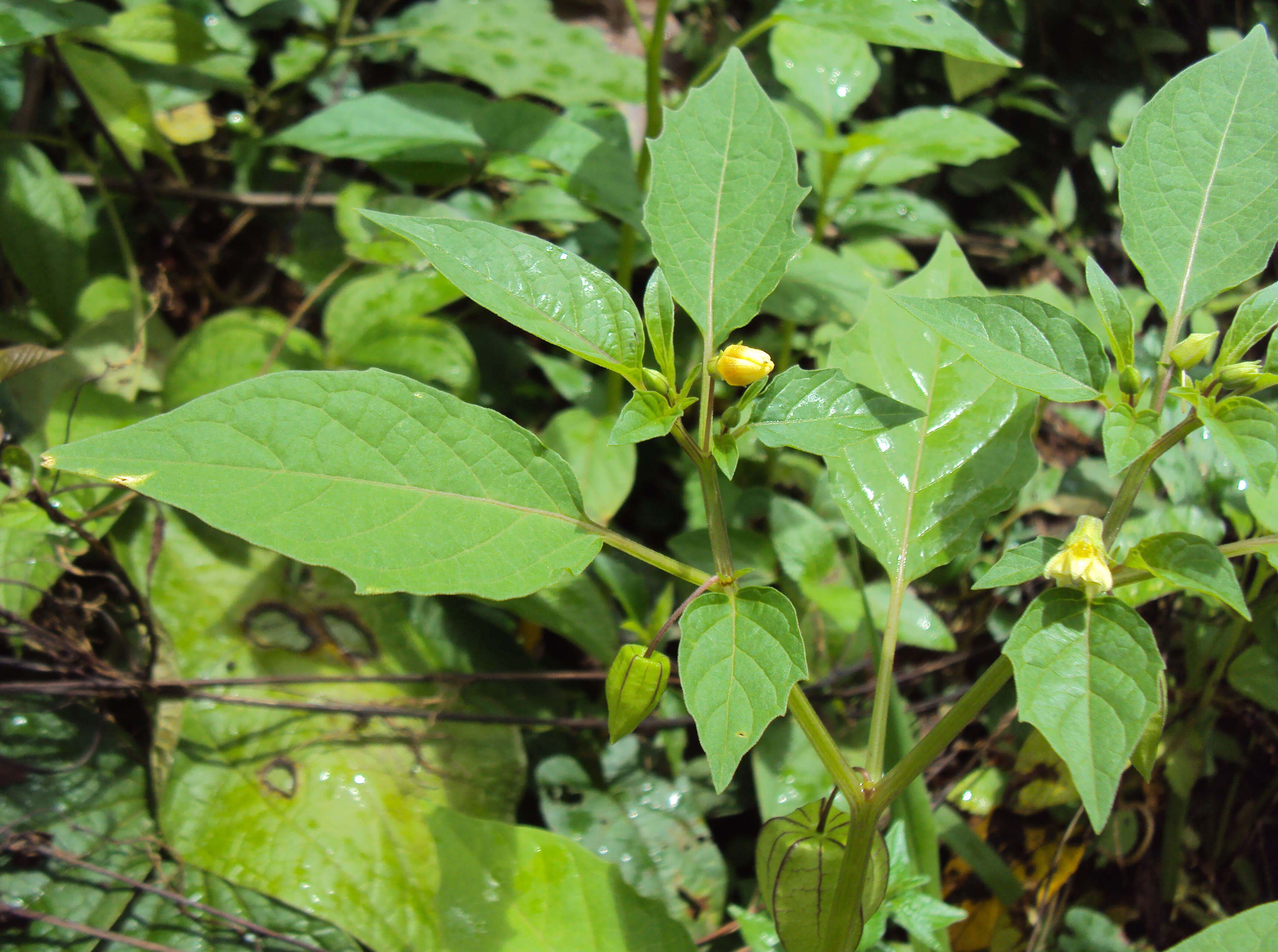 Plancia ëd Physalis lagascae Roem. & Schult.