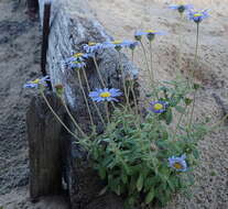 Felicia amoena subsp. latifolia Grau resmi