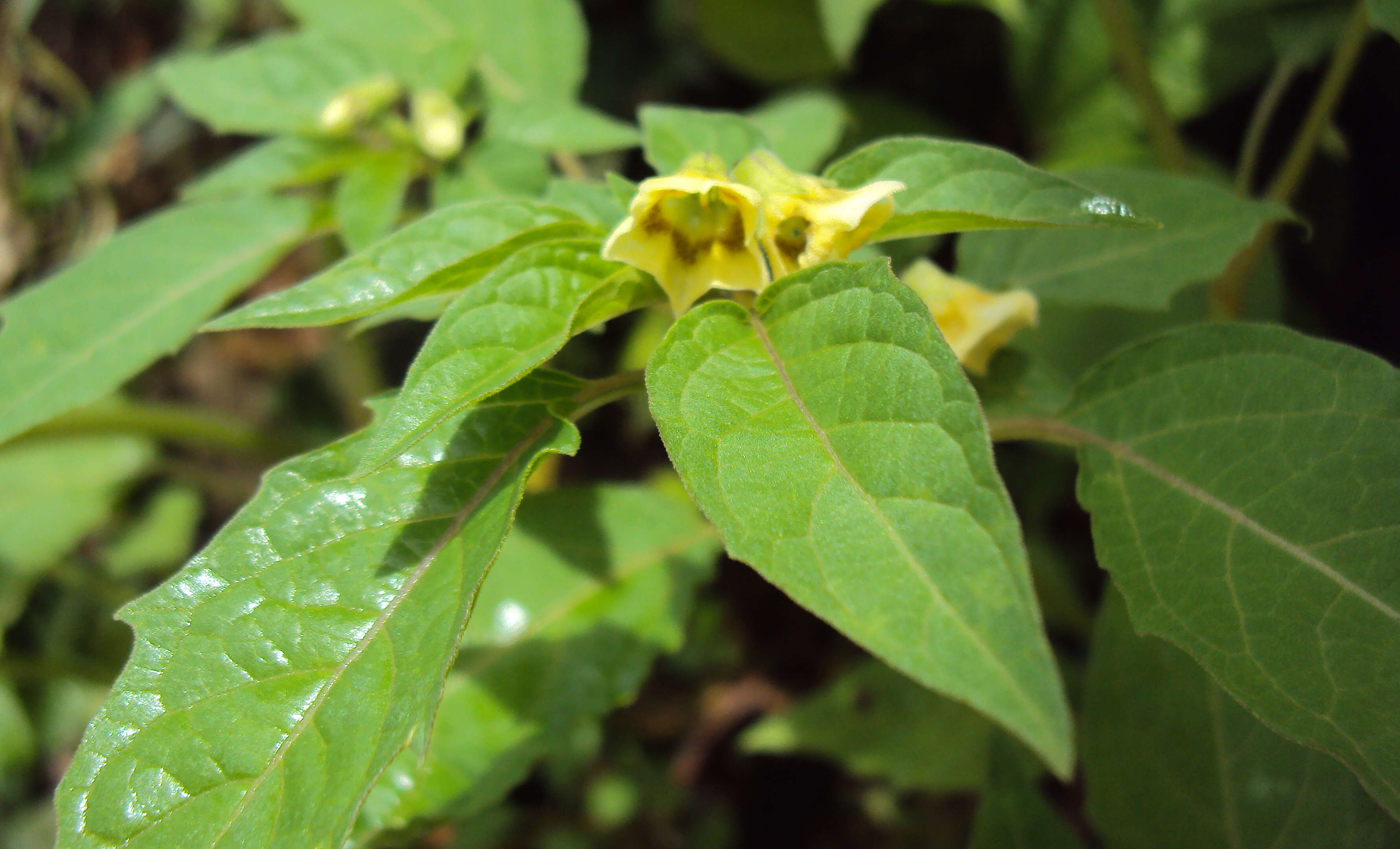 Plancia ëd Physalis lagascae Roem. & Schult.