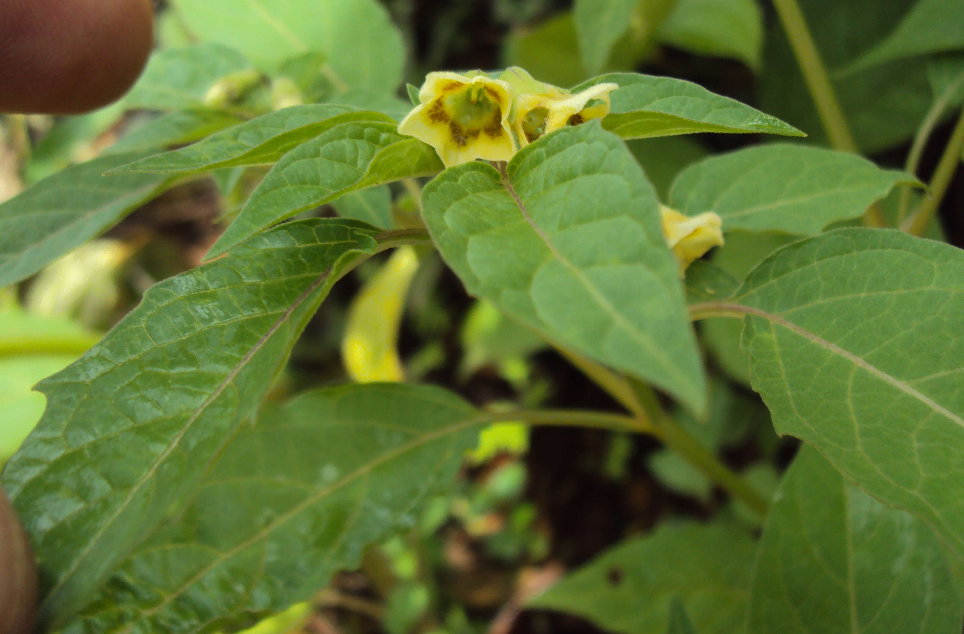 Plancia ëd Physalis lagascae Roem. & Schult.