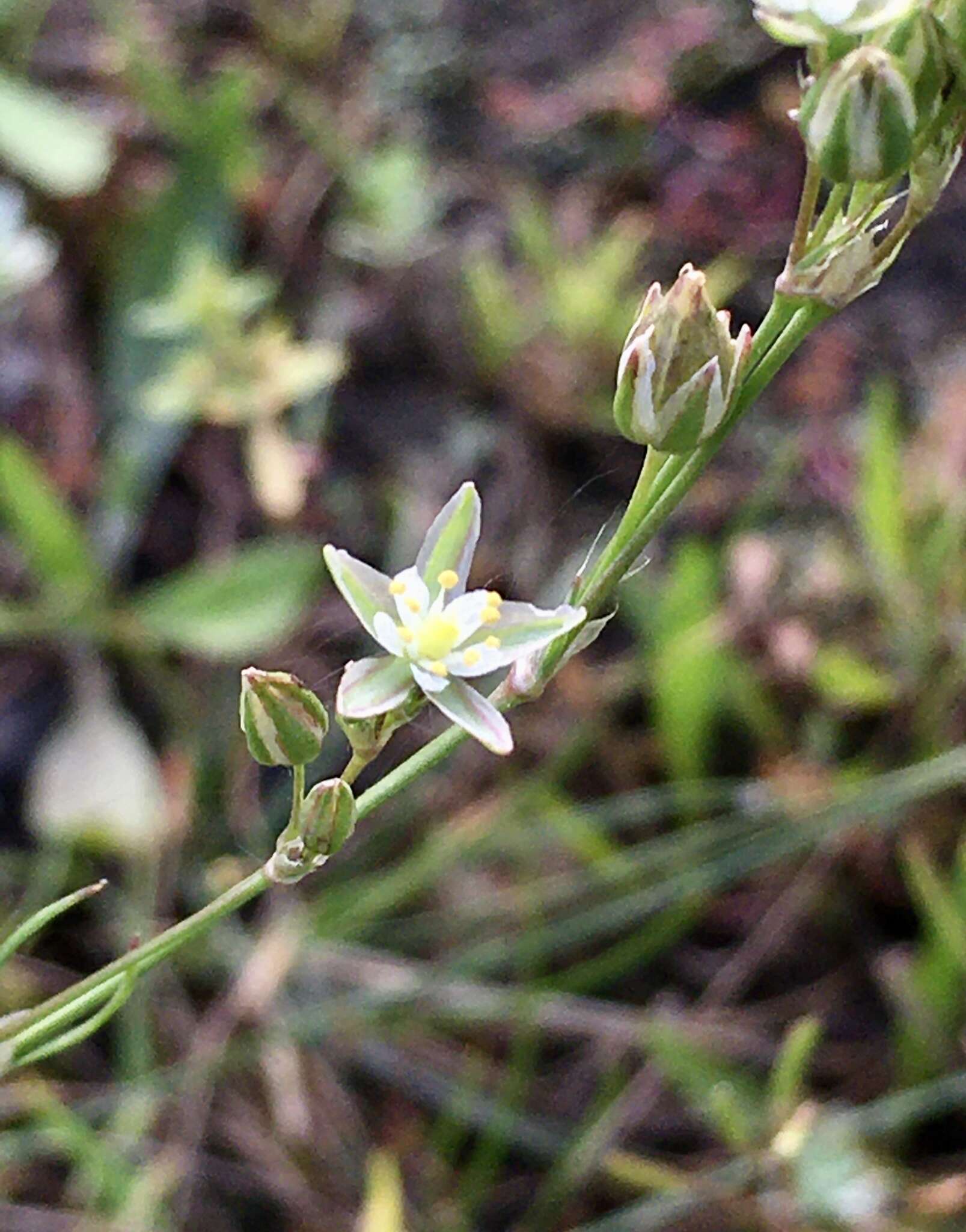 صورة Spergula levis (Cambess.) D. Dietr.