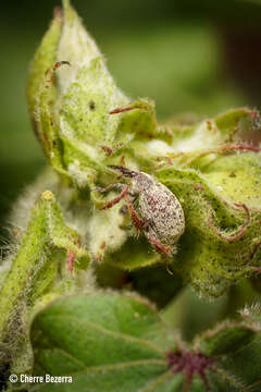 Image of Boll Weevil