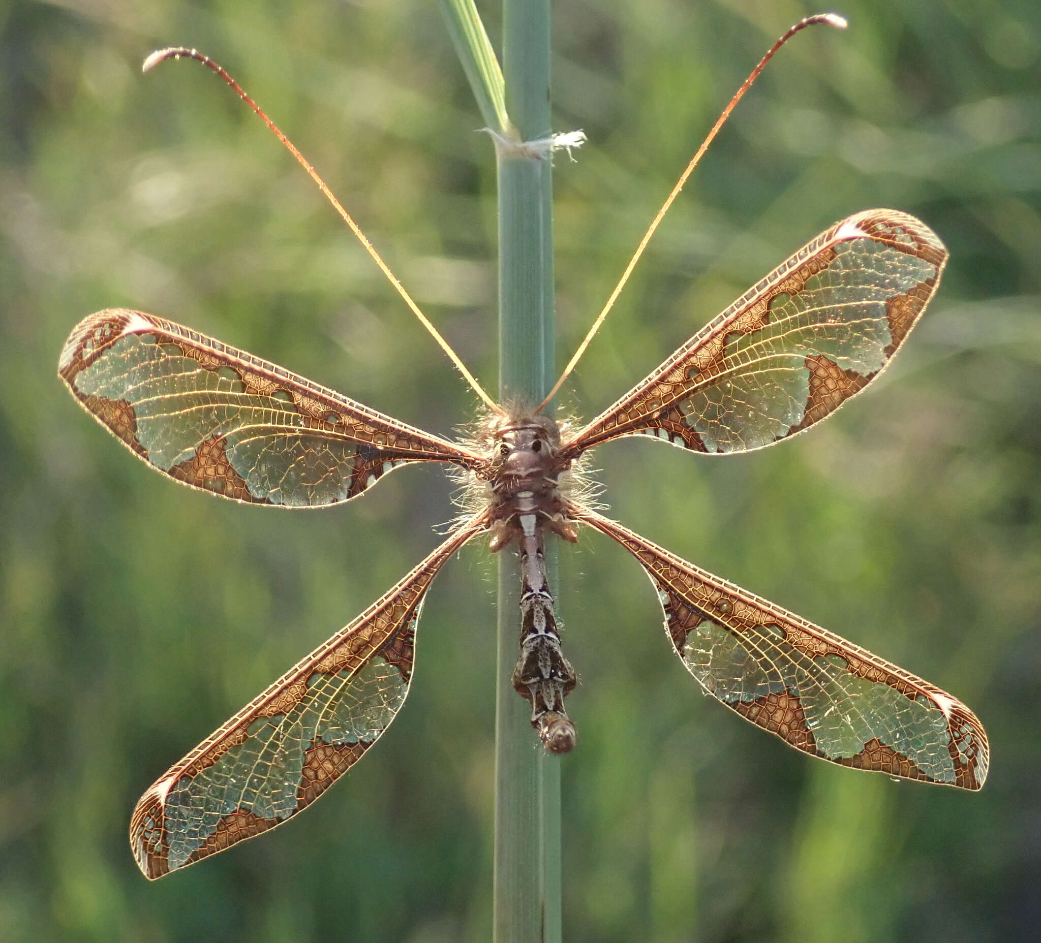 Image of Blotched Long-horned Owlfly