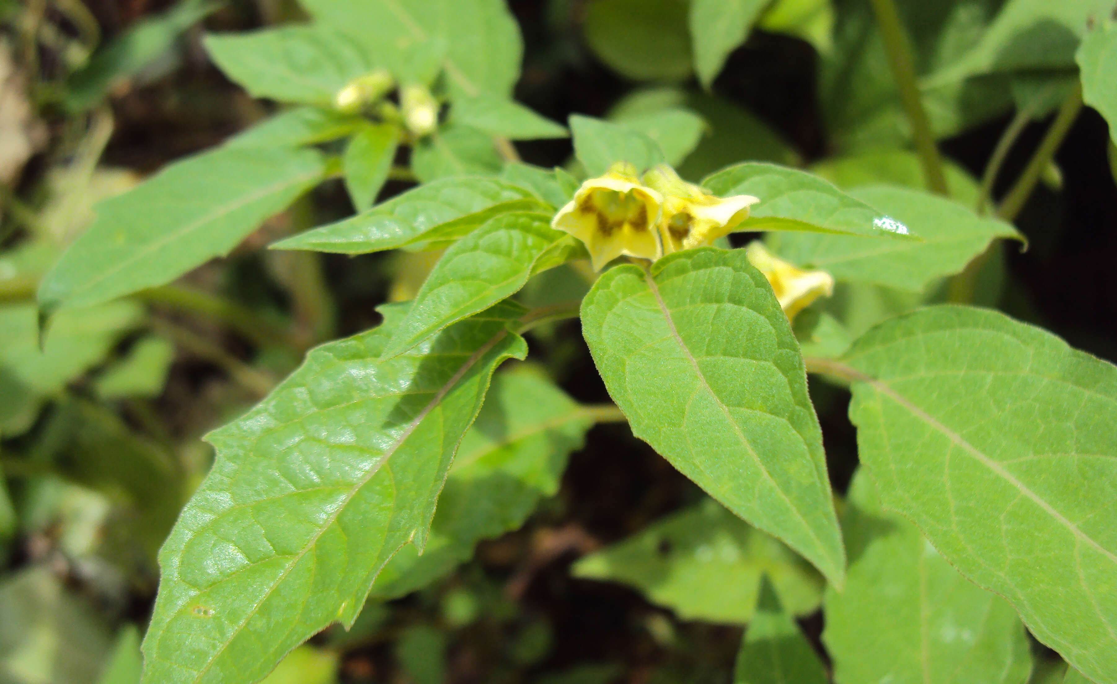 Plancia ëd Physalis lagascae Roem. & Schult.