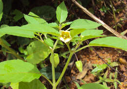 Plancia ëd Physalis lagascae Roem. & Schult.