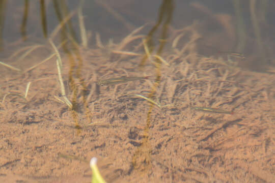 Plancia ëd Rasbora rubrodorsalis Donoso-Büchner & Schmidt 1997