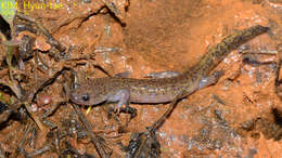 Image of Kori salamander