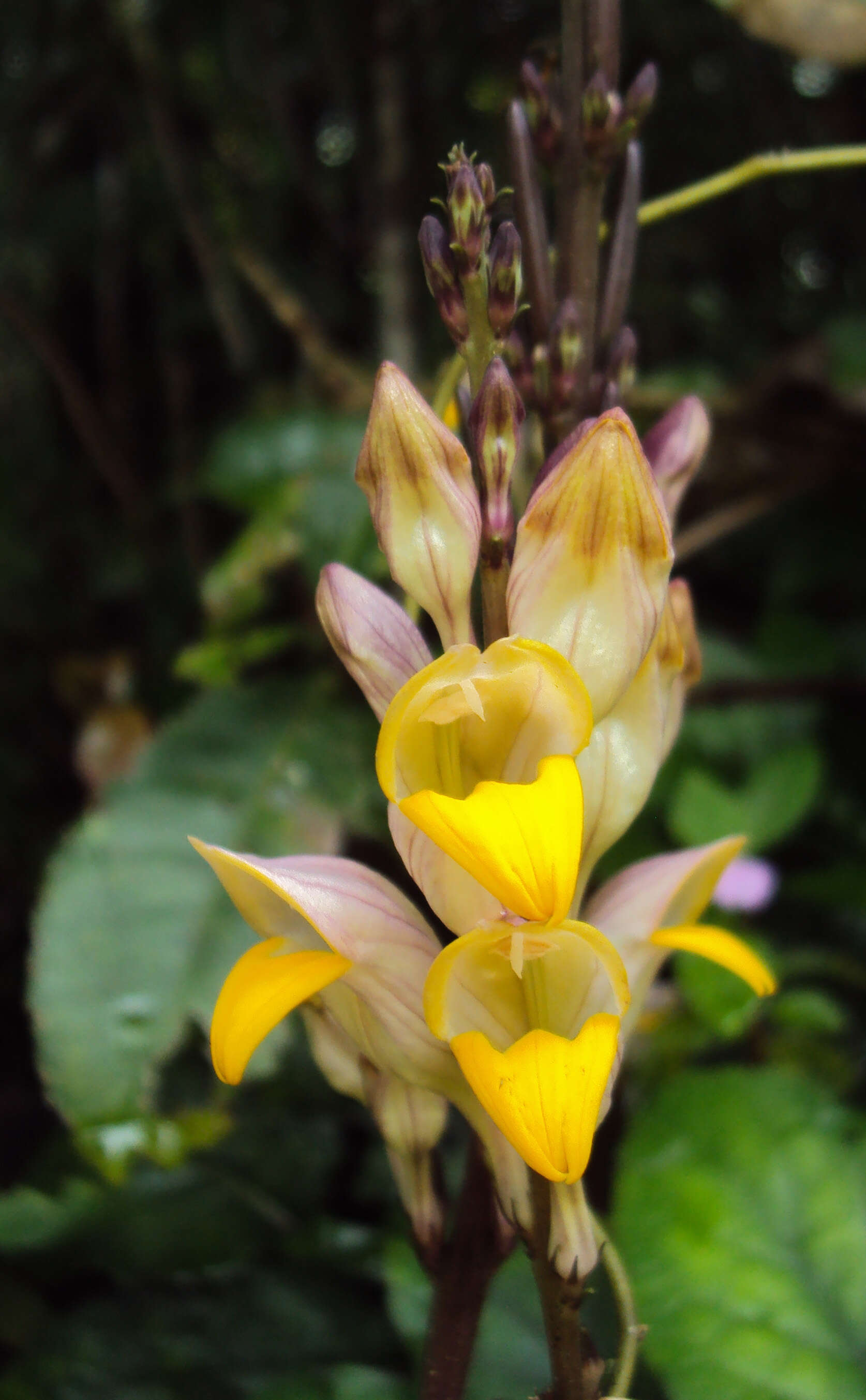 Gymnostachyum febrifugum Benth. resmi