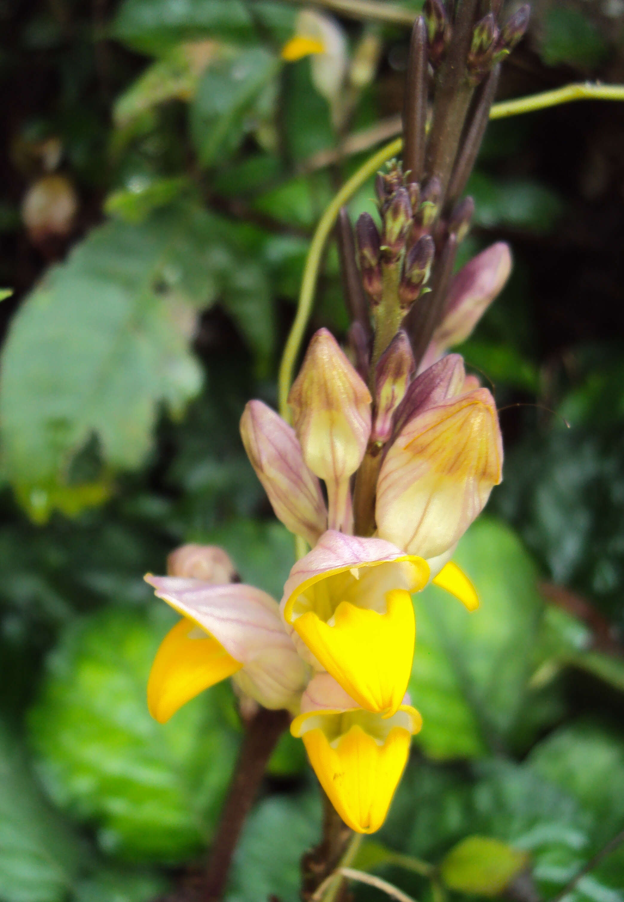 Gymnostachyum febrifugum Benth. resmi