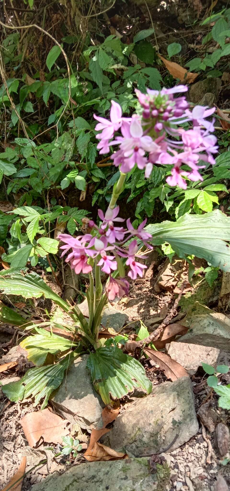 Image of Calanthe dominyi Lindl.