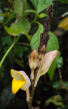 Gymnostachyum febrifugum Benth. resmi