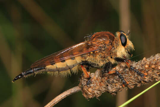 صورة Promachus rufipes (Fabricius 1775)