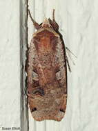 Image of Large Yellow Underwing