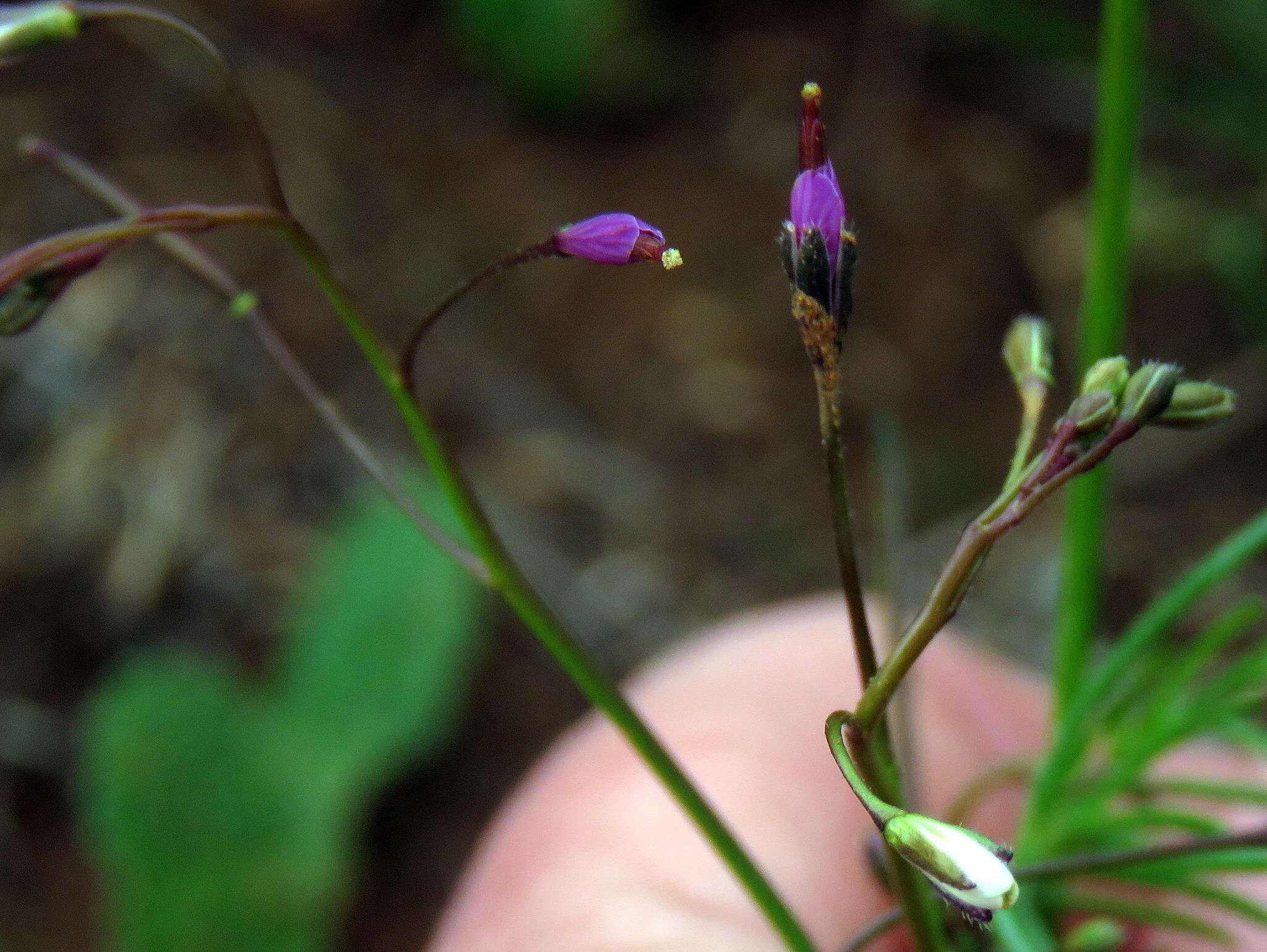 Image de Heliophila crithmifolia Willd.