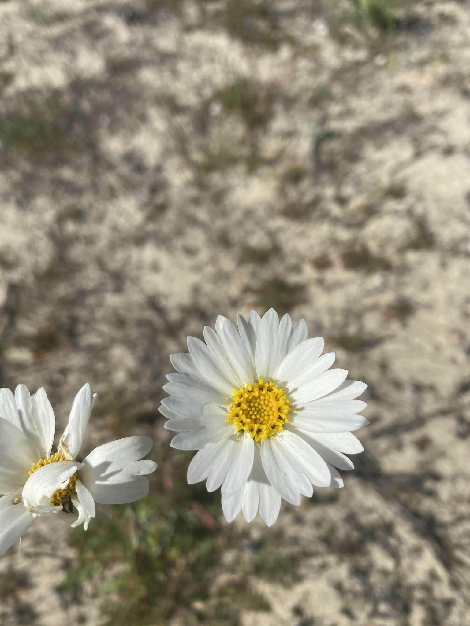 Image of Layia erubescens B. G. Baldwin