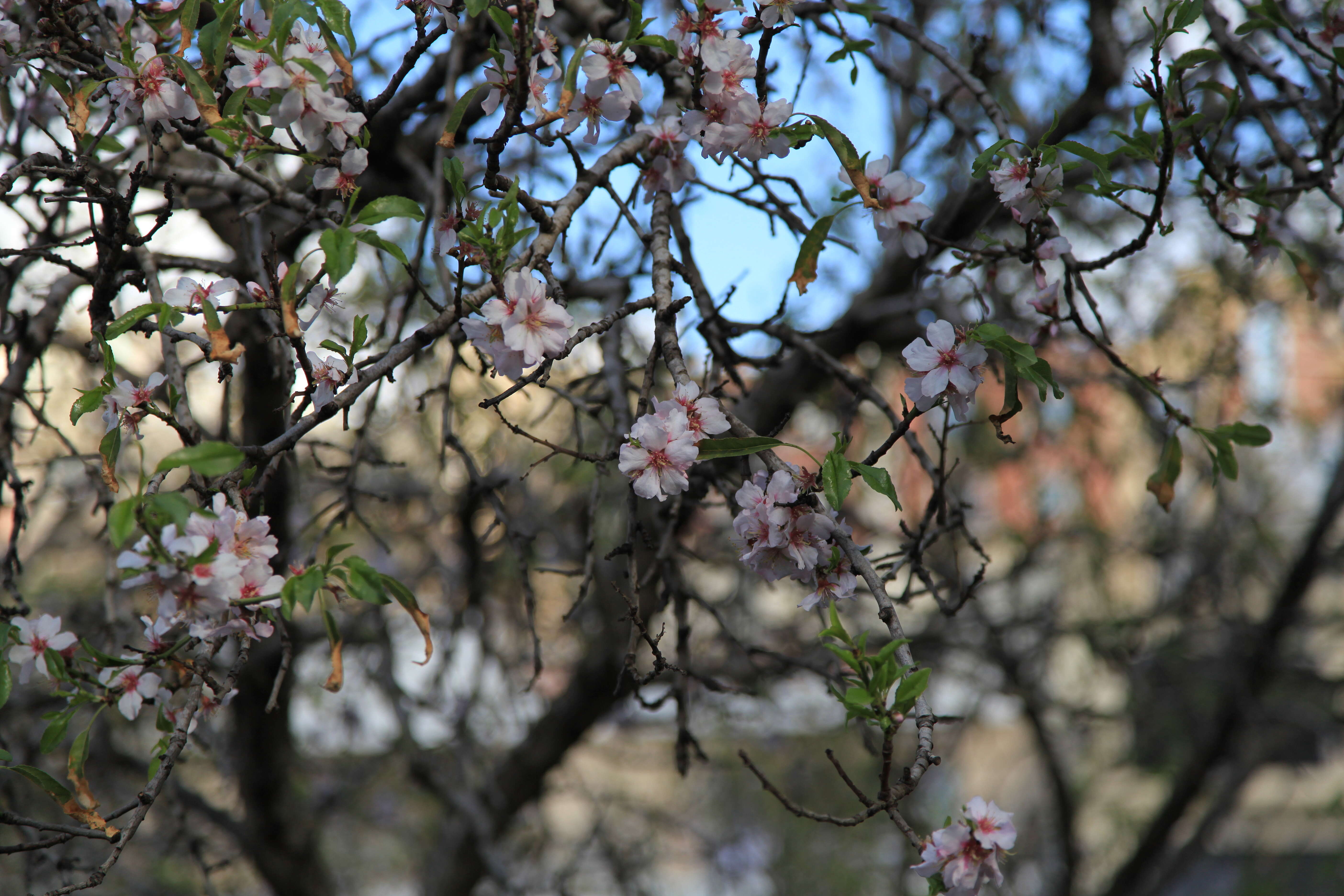 Imagem de Prunus dulcis (Mill.) D. A. Webb