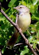 Image of Prinia flavicans flavicans (Vieillot 1821)