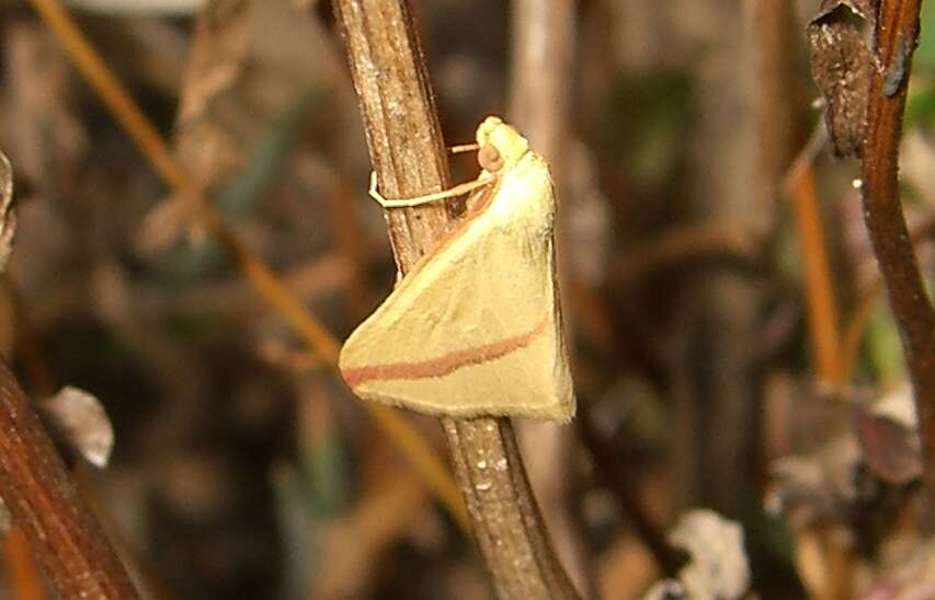 Слика од Rhodometra sacraria Linnaeus 1767