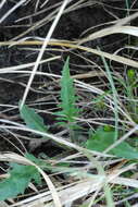 Imagem de Hieracium bifidum Kit.