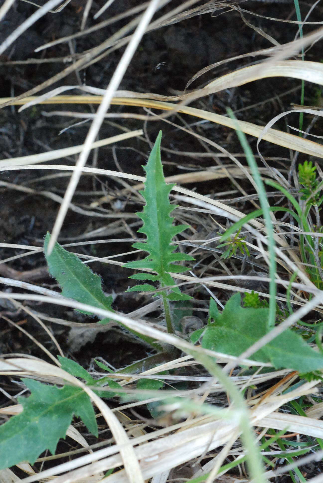 Imagem de Hieracium bifidum Kit.