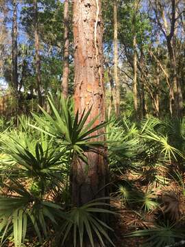 Image of Pinus elliottii var. densa Little & K. W. Dorman