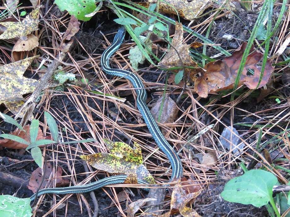 Image of Thamnophis sirtalis similis Rossman 1965