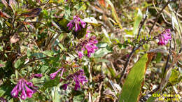 Image of Melampyrum roseum Maxim.