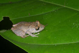 Image of Pristimantis ockendeni (Boulenger 1912)