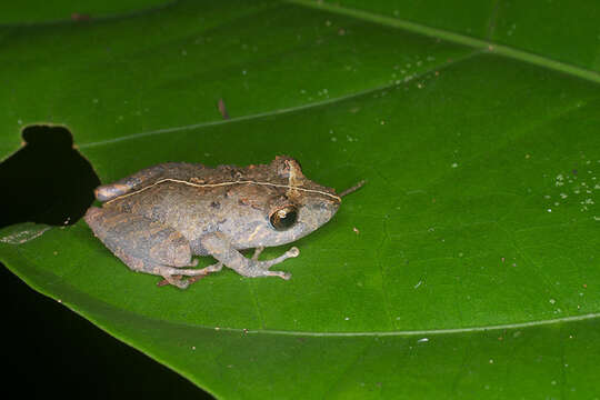 صورة Pristimantis ockendeni (Boulenger 1912)