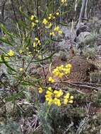 صورة Acacia gladiiformis A. Cunn. ex Benth.