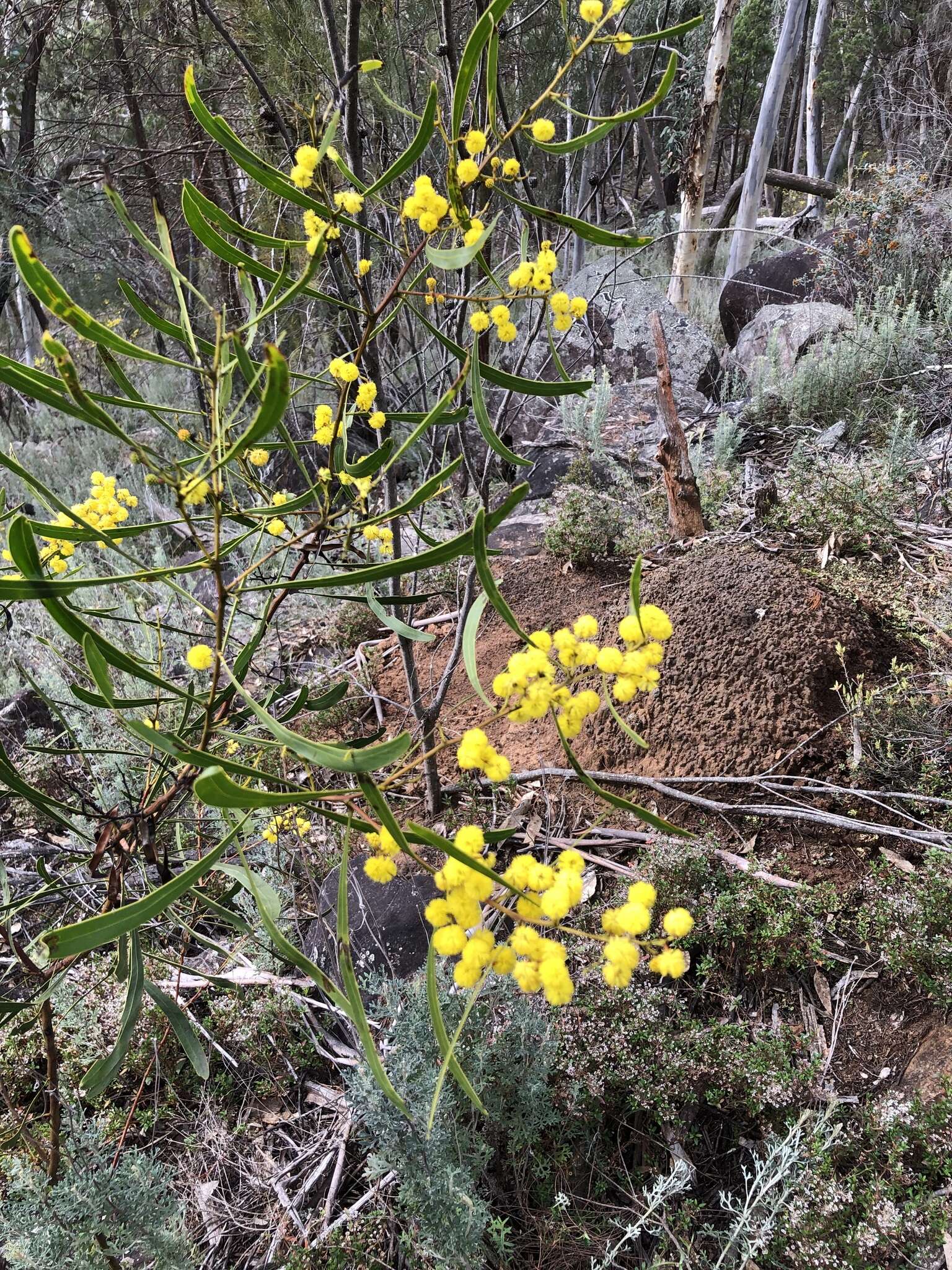 صورة Acacia gladiiformis A. Cunn. ex Benth.