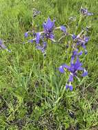 Image of Blue Iris