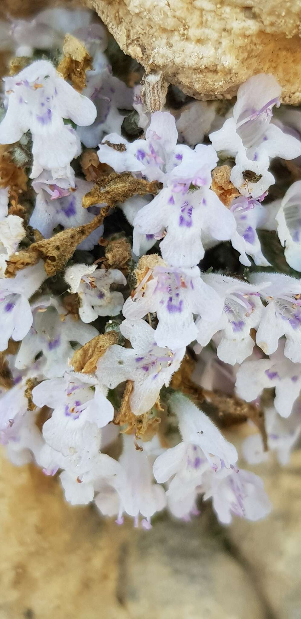 Image of Clinopodium serpyllifolium subsp. fruticosum (L.) Bräuchler