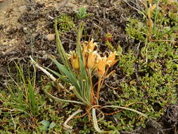 Image of Olsynium obscurum (Cav.) Goldblatt