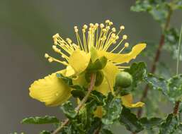 Image of Hypericum balearicum L.