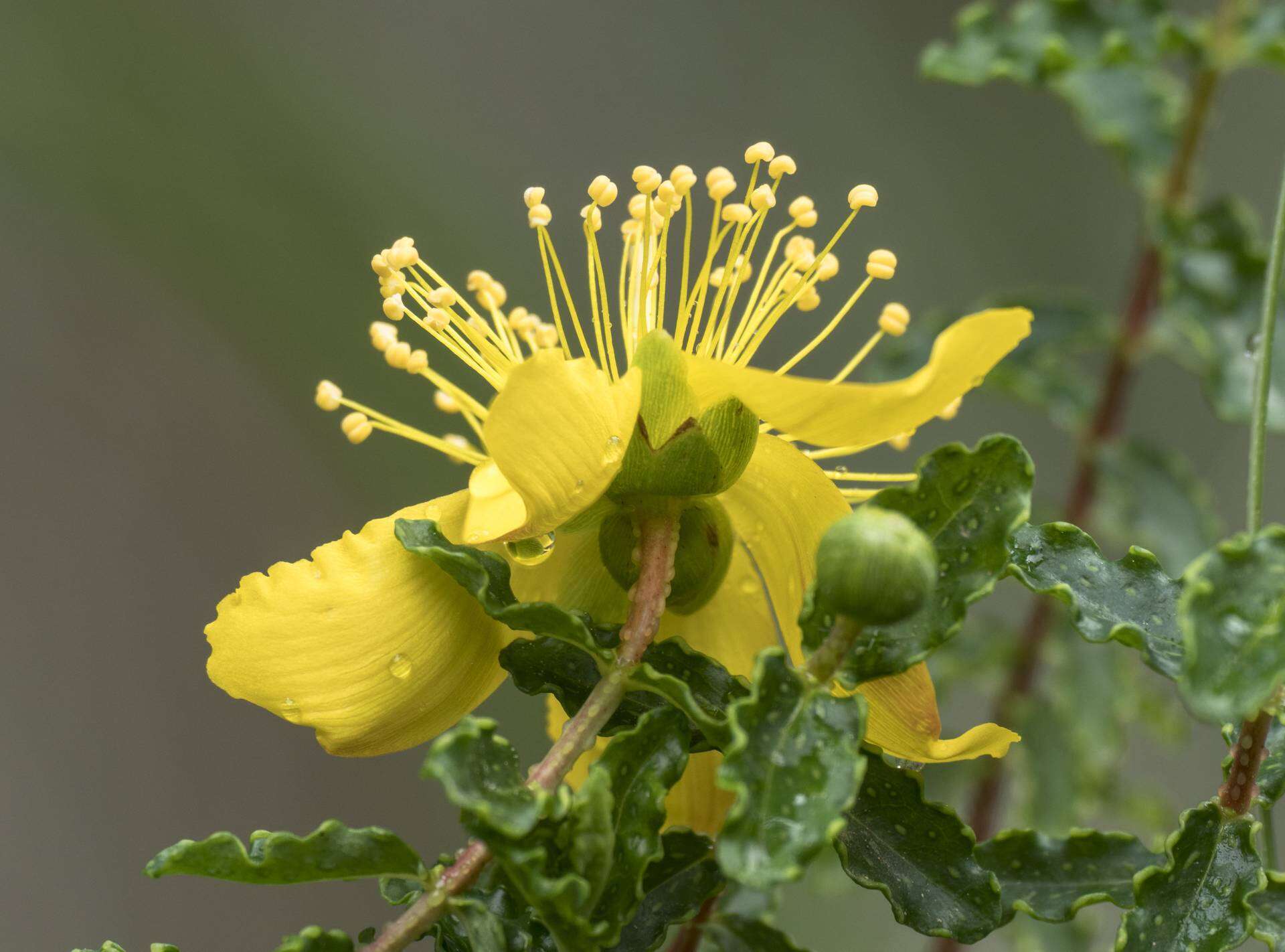 Image of Hypericum balearicum L.