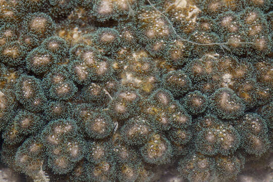 Image of Cauliflower Coral