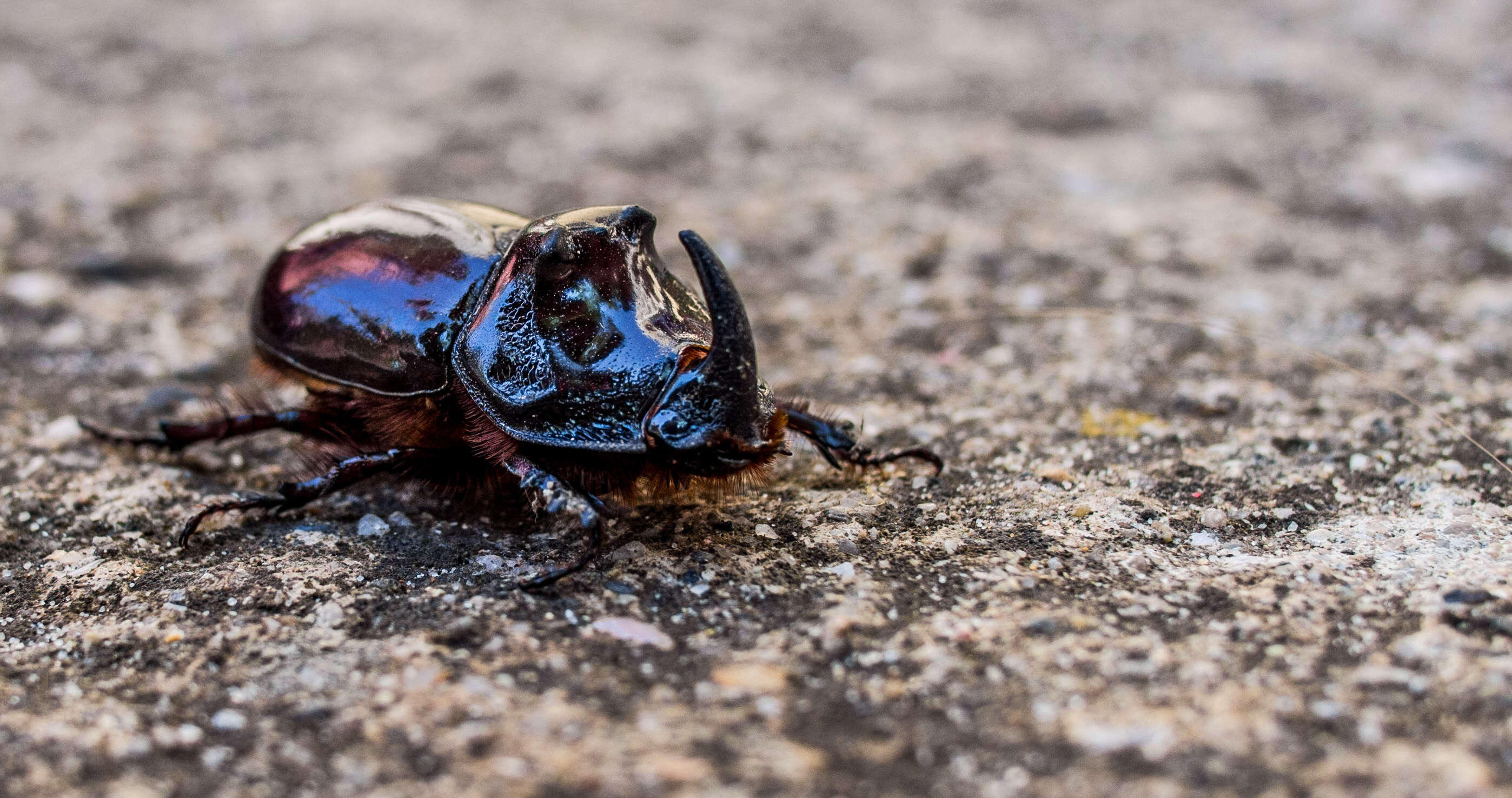 Image of European rhinoceros beetle