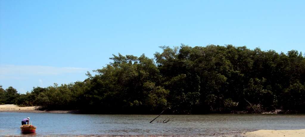 Image of manatees