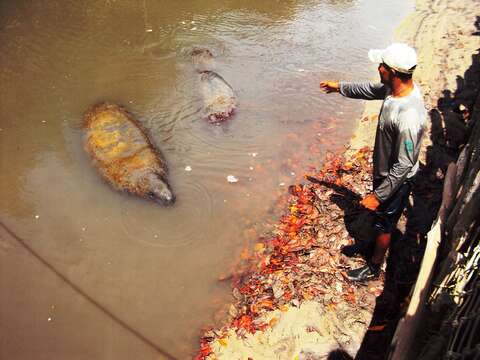 Image of manatees