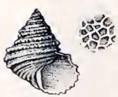 Image de Calliostoma stirophorum (R. B. Watson 1879)