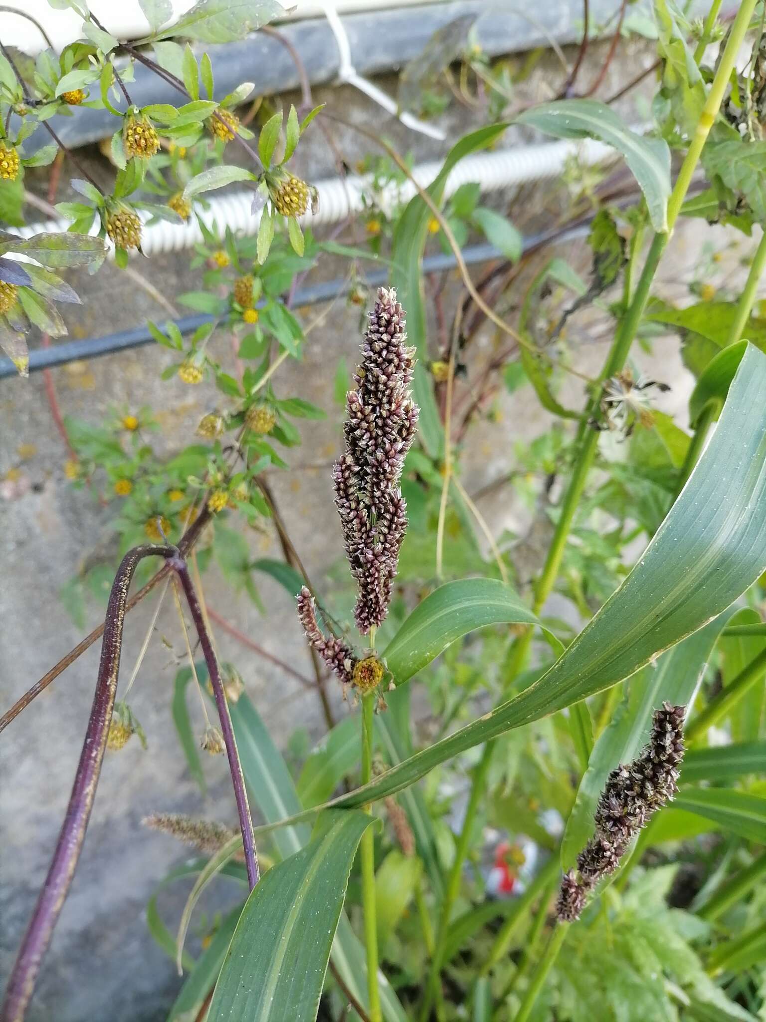 Echinochloa esculenta (A. Braun) H. Scholz resmi