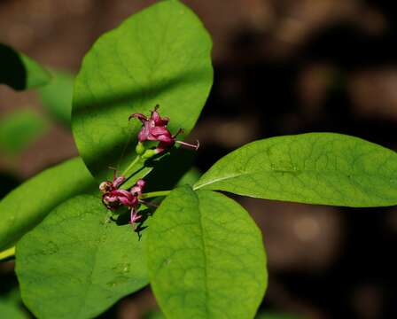 صورة Lonicera chamissoi Bunge