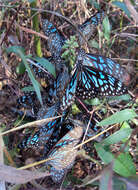 Image of Tirumala septentrionis