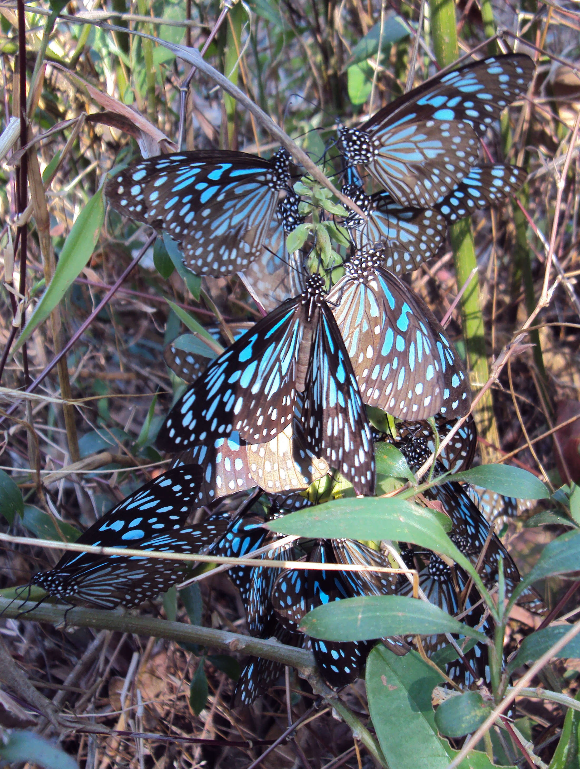 Image of Tirumala septentrionis