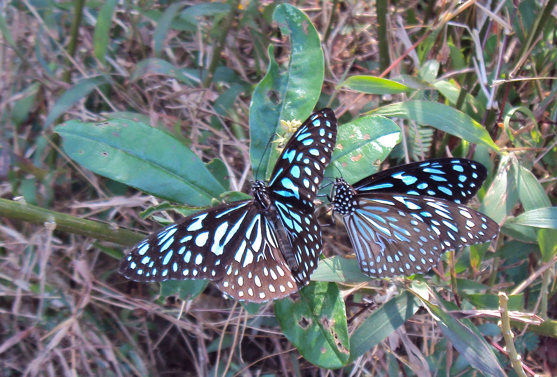 Image of Tirumala septentrionis